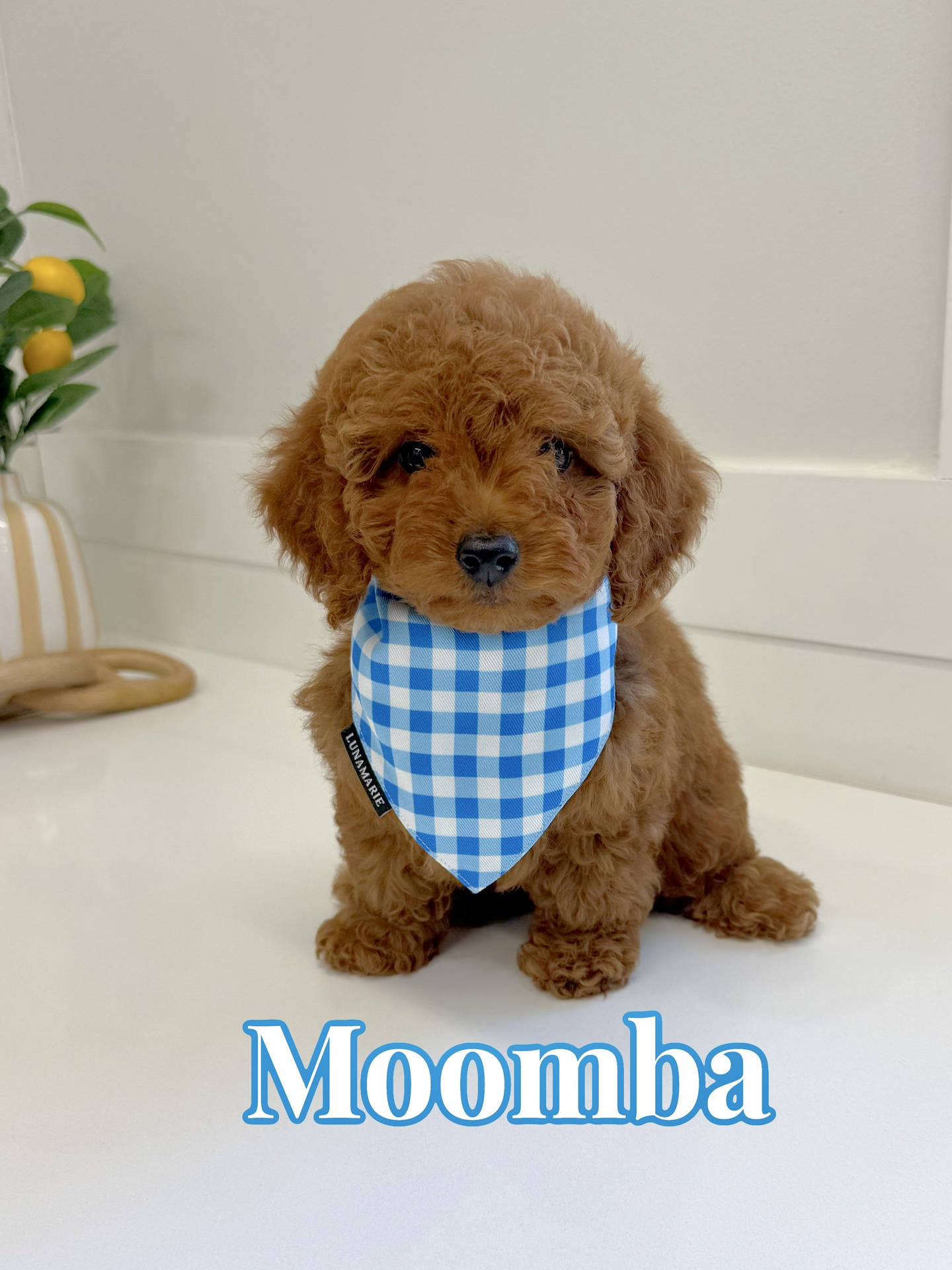 Moomba - CKC Toy Micro Goldendoodle Puppy - PPP Litter --