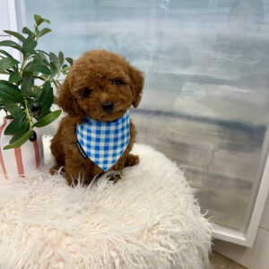 Moomba - CKC Toy Micro Goldendoodle Puppy - PPP Litter --_