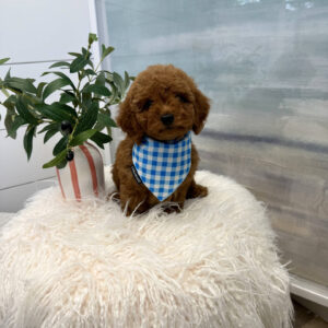 Moomba - CKC Toy Micro Goldendoodle Puppy - PPP Litter --_