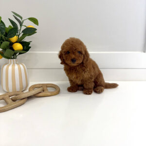 Moomba - CKC Toy Micro Goldendoodle Puppy - PPP Litter --_