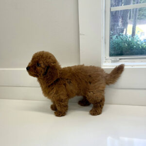 Moomba - CKC Toy Micro Goldendoodle Puppy - PPP Litter --_