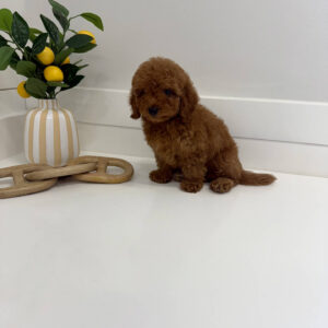 Moomba - CKC Toy Micro Goldendoodle Puppy - PPP Litter --_