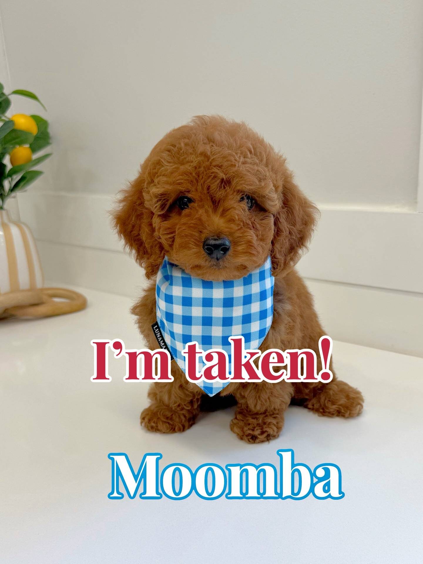 Moomba - CKC Toy Micro Goldendoodle Puppy - PPP Litter --_Forever Home in Tampa- Fl