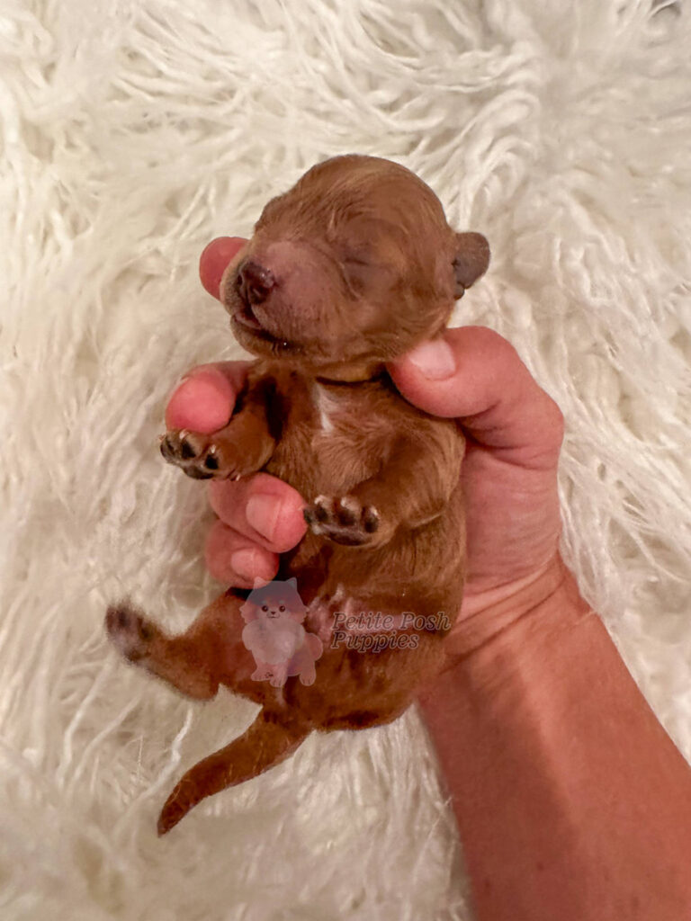 Morgan Wallen - FBB Toy Goldendoodle - Red - Male - Petite Posh Puppies