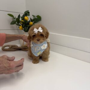 Morticia - FB Maltipoo Puppy - BPPP Litter --_