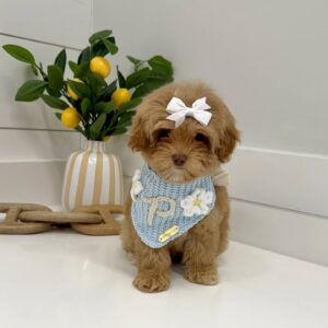 Morticia - FB Maltipoo Puppy - BPPP Litter --_