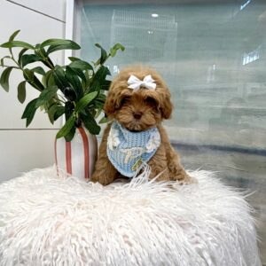 Morticia - FB Maltipoo Puppy - BPPP Litter --_