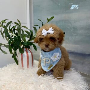 Morticia - FB Maltipoo Puppy - BPPP Litter --_