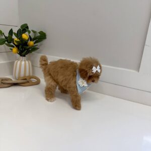 Morticia - FB Maltipoo Puppy - BPPP Litter --_