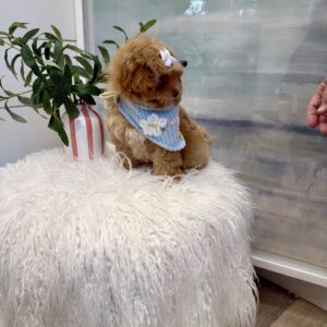 Morticia - FB Maltipoo Puppy - BPPP Litter --_