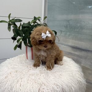Morticia - FB Maltipoo Puppy - BPPP Litter --_