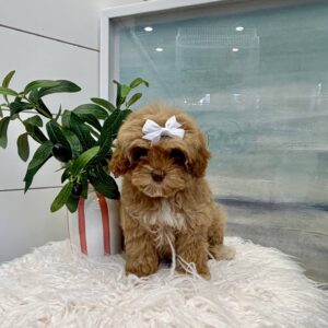 Morticia - FB Maltipoo Puppy - BPPP Litter --_