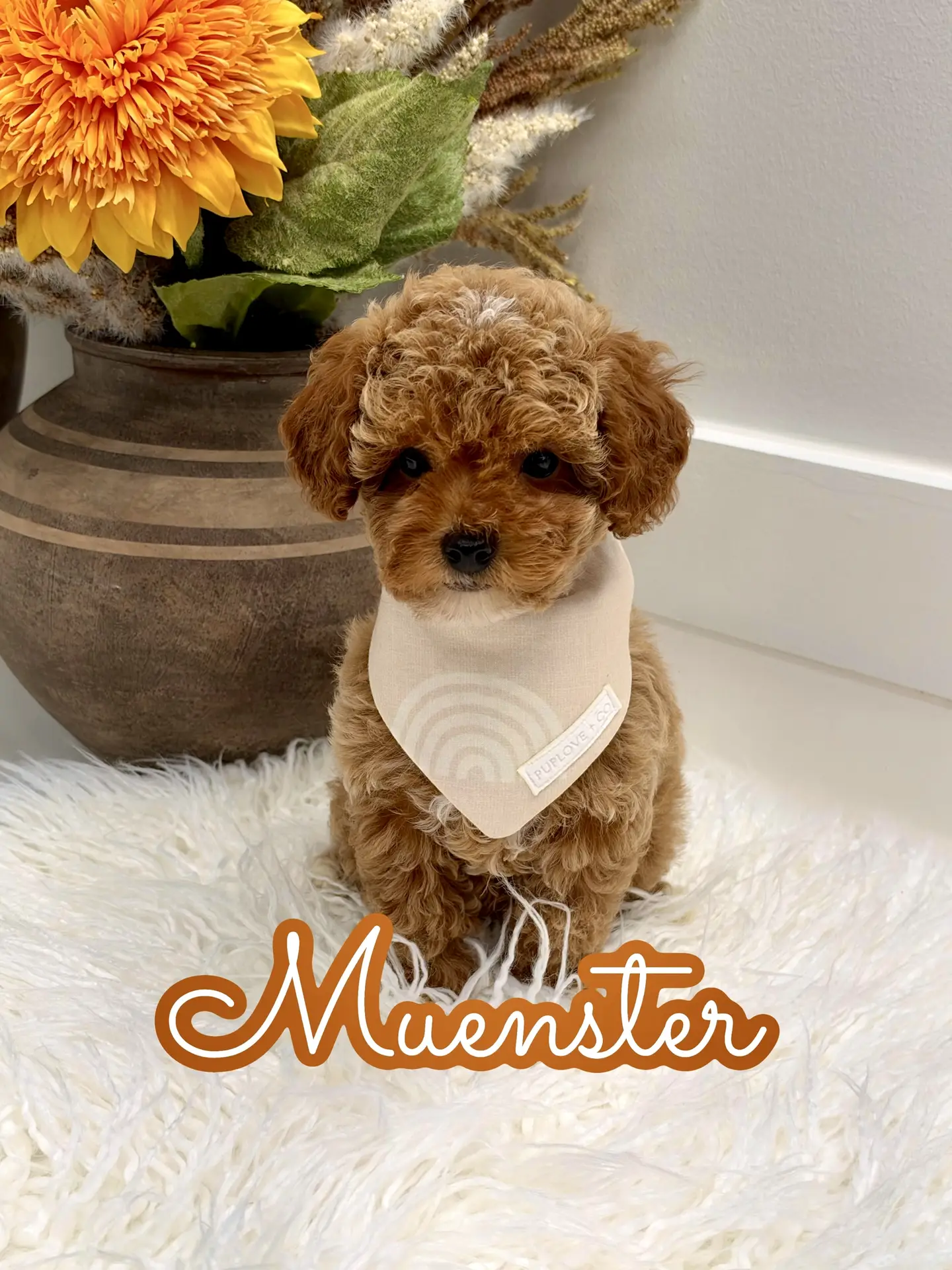 Muenster - FBB Toy Goldendoodle Puppy - Litter --_