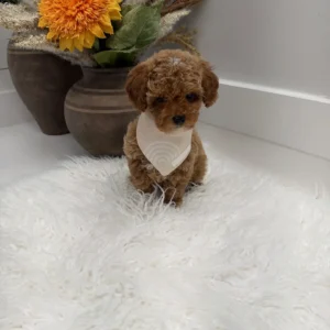 Muenster - FBB Toy Goldendoodle Puppy - Litter --_