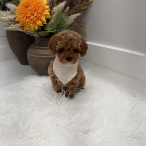 Muenster - FBB Toy Goldendoodle Puppy - Litter --_