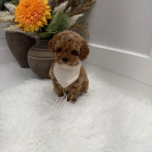 Muenster - FBB Toy Goldendoodle Puppy - Litter --_
