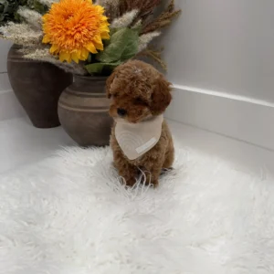 Muenster - FBB Toy Goldendoodle Puppy - Litter --_