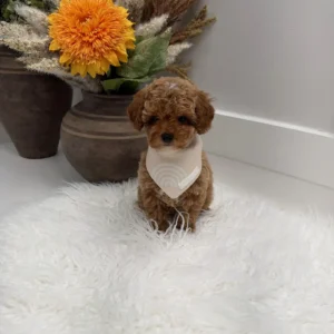Muenster - FBB Toy Goldendoodle Puppy - Litter --_