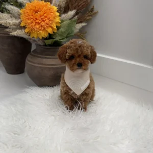 Muenster - FBB Toy Goldendoodle Puppy - Litter --_
