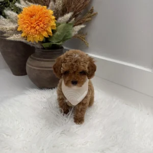 Muenster - FBB Toy Goldendoodle Puppy - Litter --_