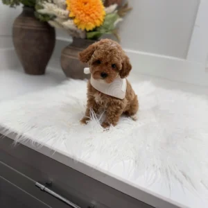 Muenster - FBB Toy Goldendoodle Puppy - Litter --_