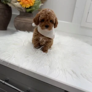 Muenster - FBB Toy Goldendoodle Puppy - Litter --_