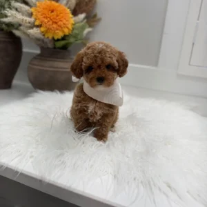 Muenster - FBB Toy Goldendoodle Puppy - Litter --_