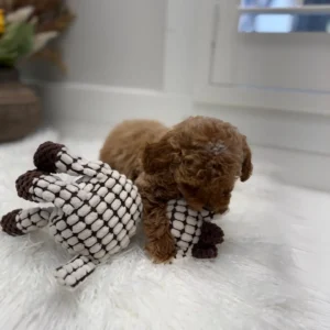 Muenster - FBB Toy Goldendoodle Puppy - Litter --_