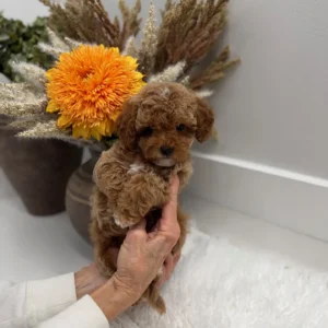 Muenster - FBB Toy Goldendoodle Puppy - Litter --_