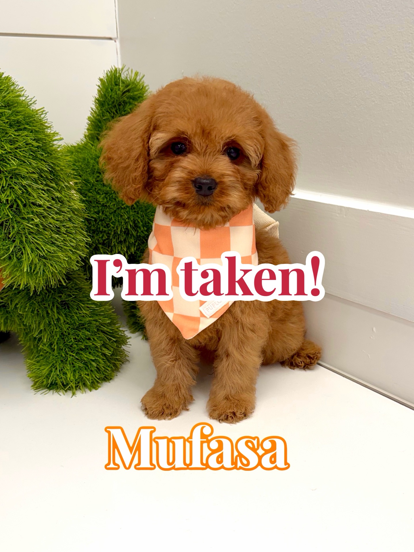 Mufasa - FB Cavapoo - BPPP Litter -- - Forever Home in Signal Mountain- TN