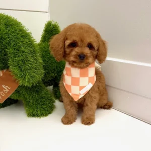 Mufasa - FB Cavapoo - BPPP Litter --_