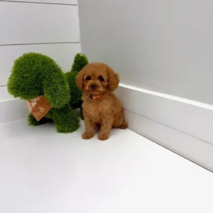 Mufasa - FB Cavapoo - BPPP Litter --_