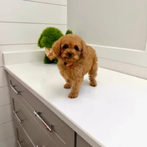 Mufasa - FB Cavapoo - BPPP Litter --_