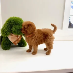 Mufasa - FB Cavapoo - BPPP Litter --_