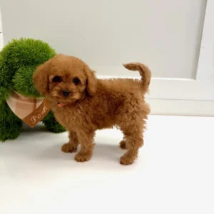 Mufasa - FB Cavapoo - BPPP Litter --_