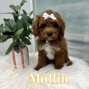 Muffin - FB Cavapoo Puppy - BPPP Litter --_