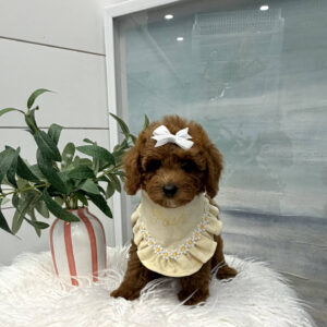 Muffin - FB Cavapoo Puppy - BPPP Litter --_