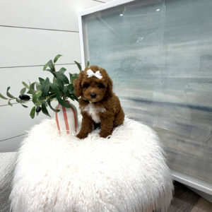 Muffin - FB Cavapoo Puppy - BPPP Litter --_