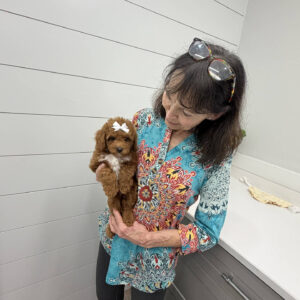 Muffin - FB Cavapoo Puppy - BPPP Litter --_