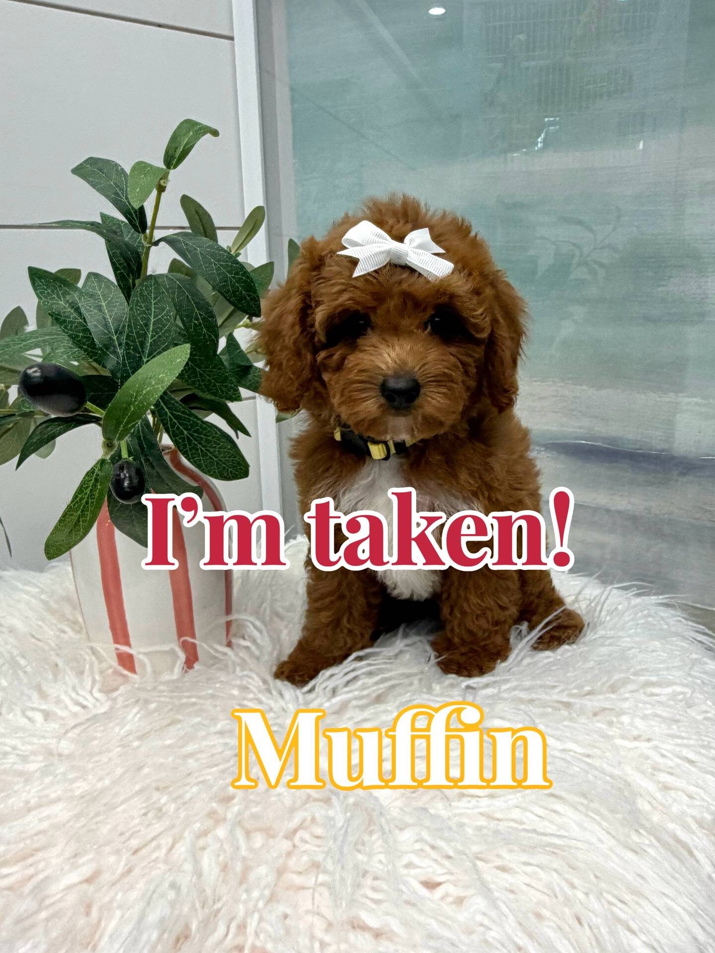 Muffin - FB Cavapoo Puppy - BPPP Litter --_Forever Home in Dade City- FL