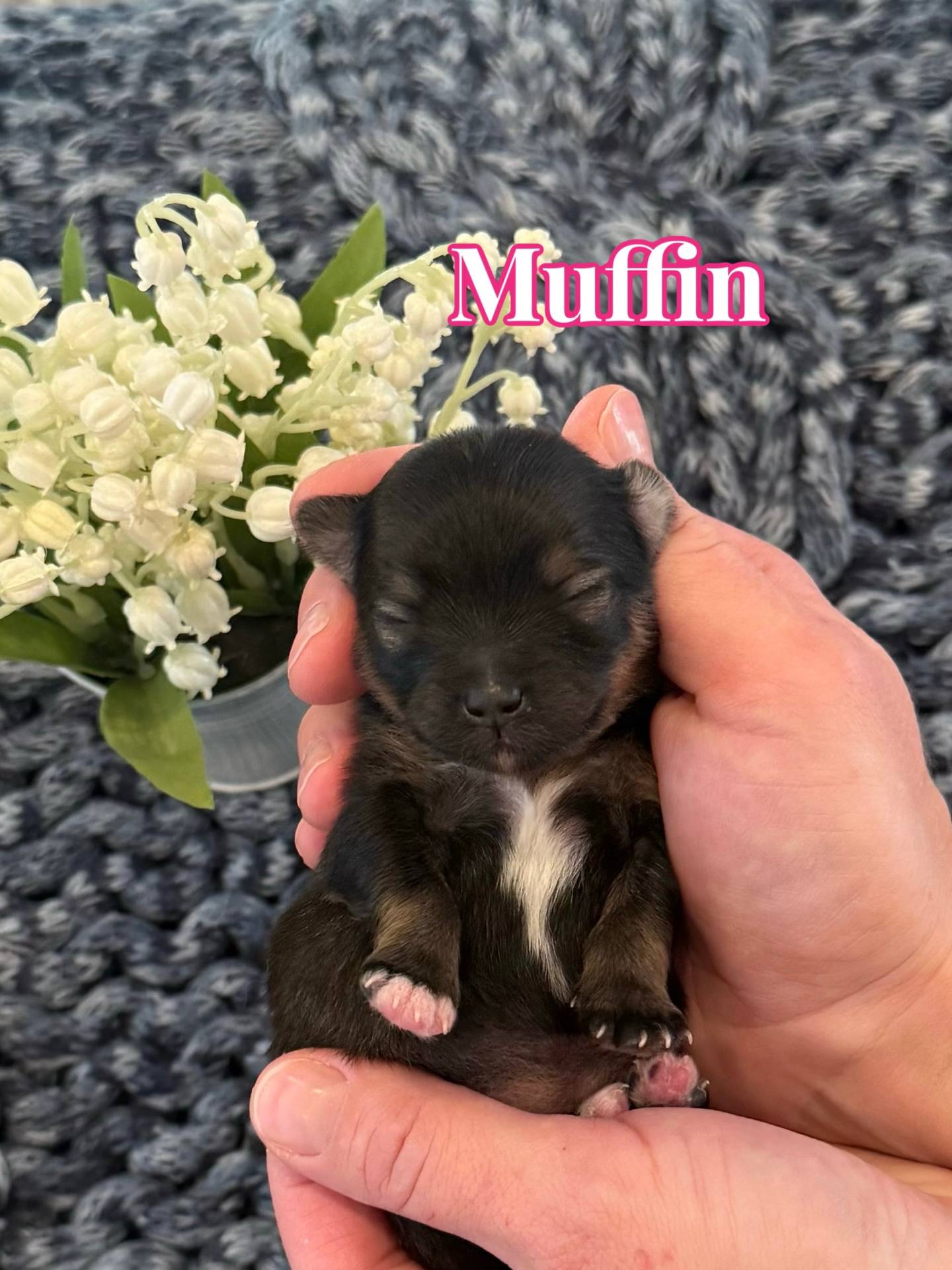 Muffin - Female AKC Pomeranian