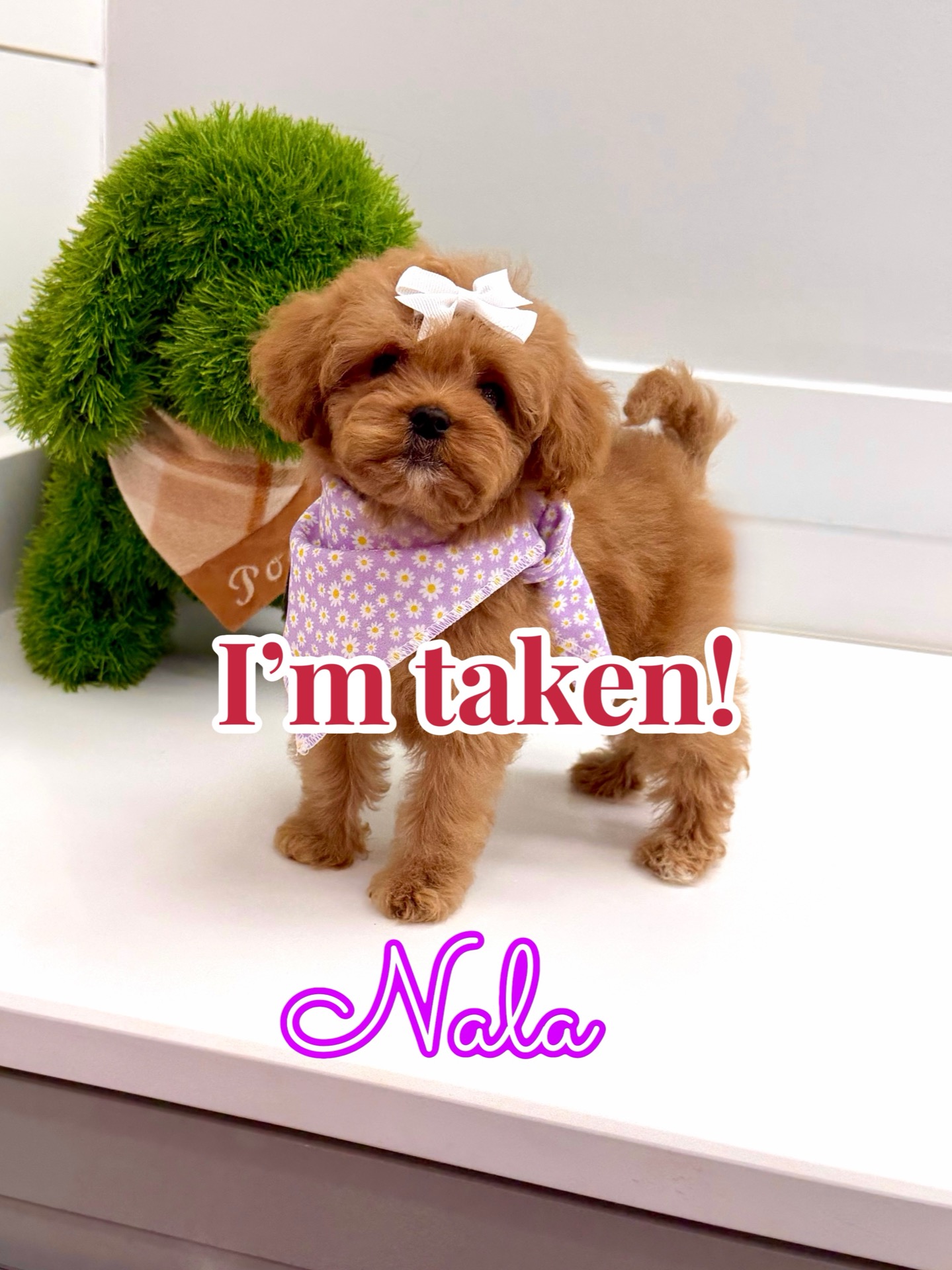 Nala - FB Cavapoo Puppy - BPPP Litter -- - Forever Home in North Potomac- MD