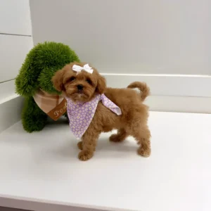 Nala - FB Cavapoo Puppy - BPPP Litter --_
