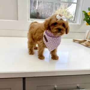 Nala - FB Cavapoo Puppy - BPPP Litter --_