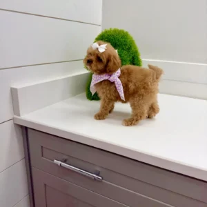 Nala - FB Cavapoo Puppy - BPPP Litter --_