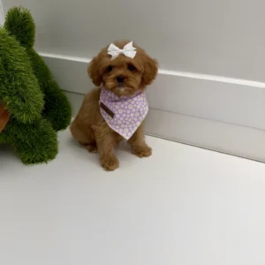 Nala - FB Cavapoo Puppy - BPPP Litter --_