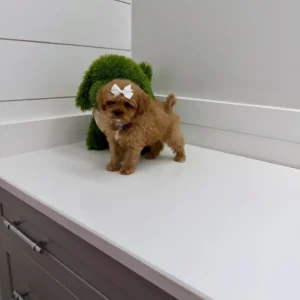 Nala - FB Cavapoo Puppy - BPPP Litter --_