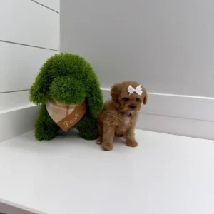 Nala - FB Cavapoo Puppy - BPPP Litter --_