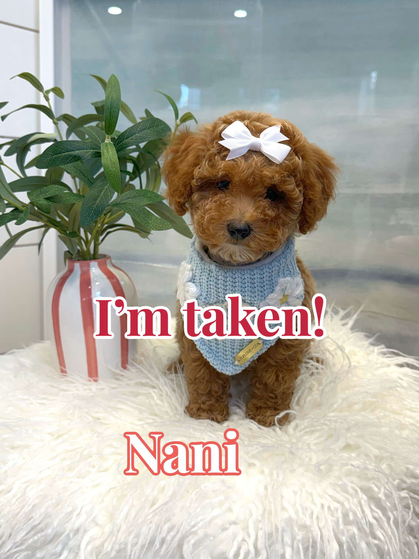 Nani - FBB Cavapoo Puppy - BPPP Litter -- - Forever Home in Tavares- FL