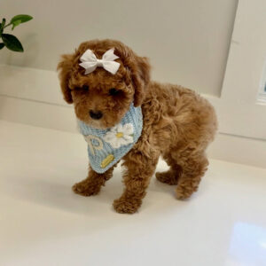 Nani - FBB Cavapoo Puppy - BPPP Litter --_